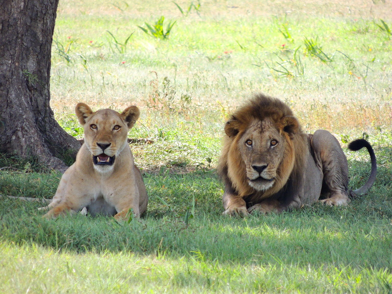 predator, safari, lioness, ground, lion, felidae, no people, group of animals, lions, animal themes, kenya, two animals, wildlife, nature serengeti, outdoors