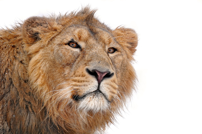 face, mane, on a white background, mustache, Leo, 4K, young, lion, predator, panthera leo, looks