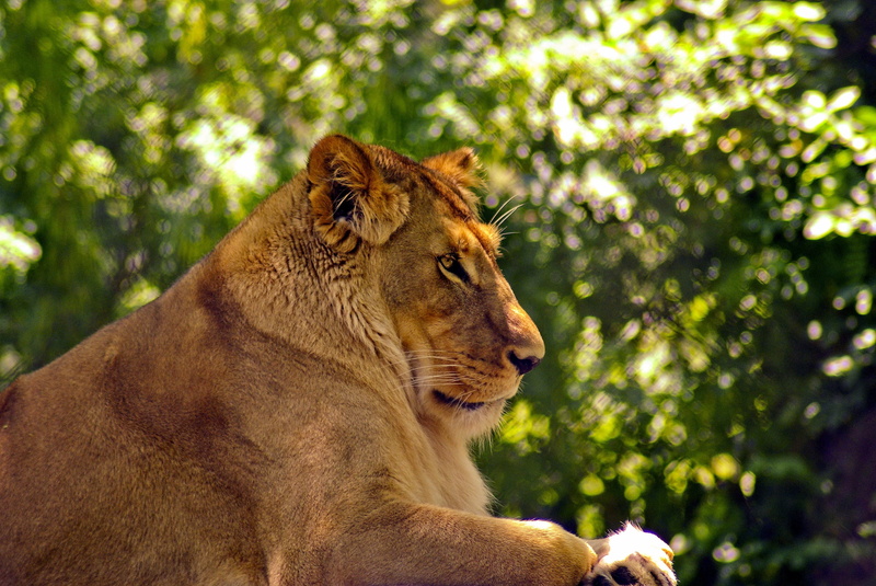 lion, looking, no people, animal head, panthera leo, portrait, majestic, lioness, africa, animal, beast, female animal, mammal, zoo, lioness at madison zoo
