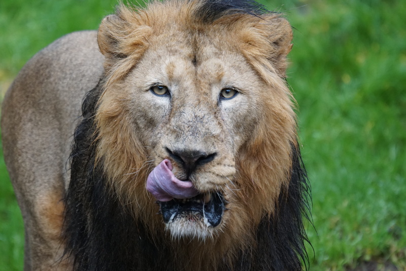 looking at camera, close-up, animal mouth, grass, green, indian lion, male, eat, front view, no people, big cat, cat, animals in the wild, mammal, panthera leo