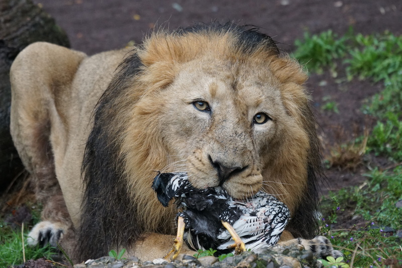 big cat, one animal, lion, food, panthera leo, animal themes, wildlife photography, nature, animals in the wild, animal wildlife, indian lion, animals hunting