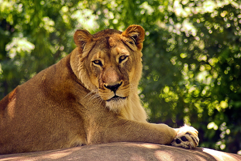 vertebrate, panthera leo, one animal, cat, lion, felidae, felid, relaxation, lion - feline, portrait, female animal, wildcat, animal themes, zoo, animal