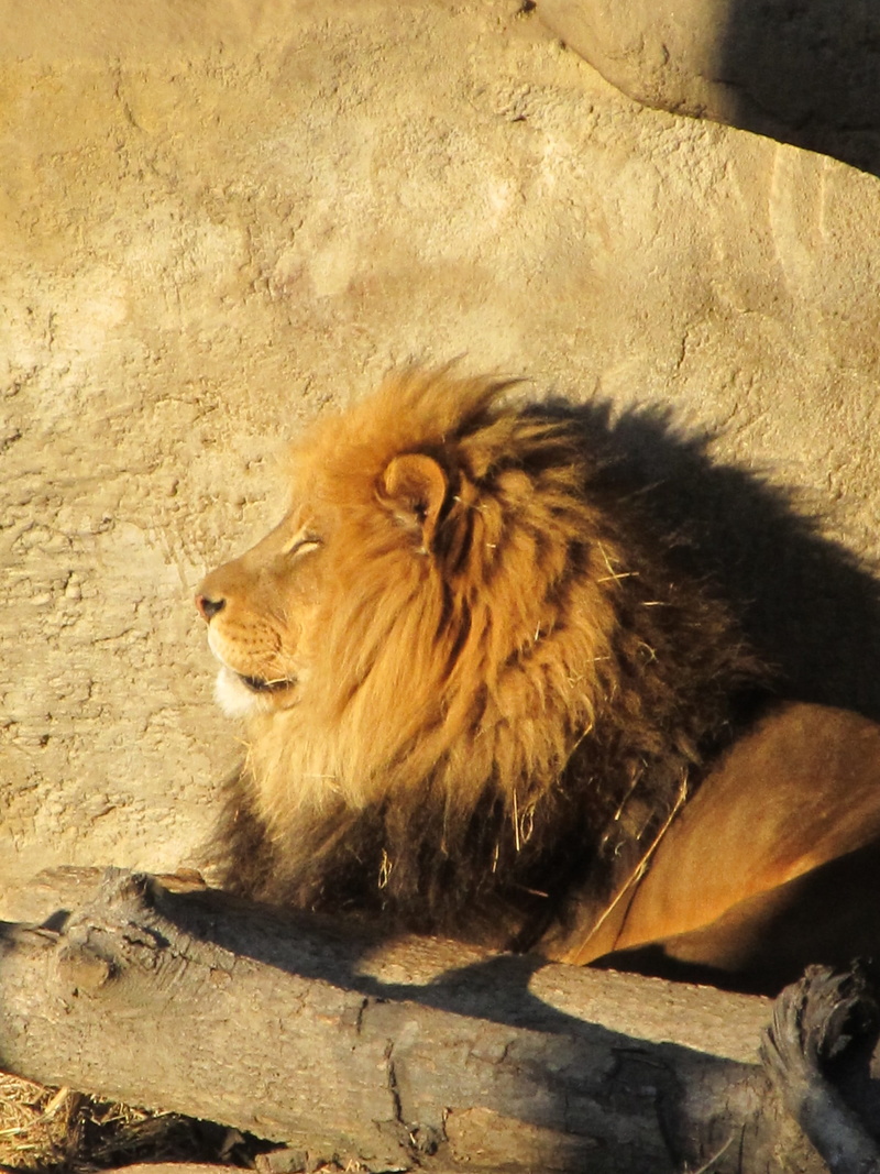 cat, shadows, sunset, animal, Nature, no people, zoo, undomesticated cat, Wildlife, big cat, mammal, carnivora, animals in the wild, Male, profile, resting