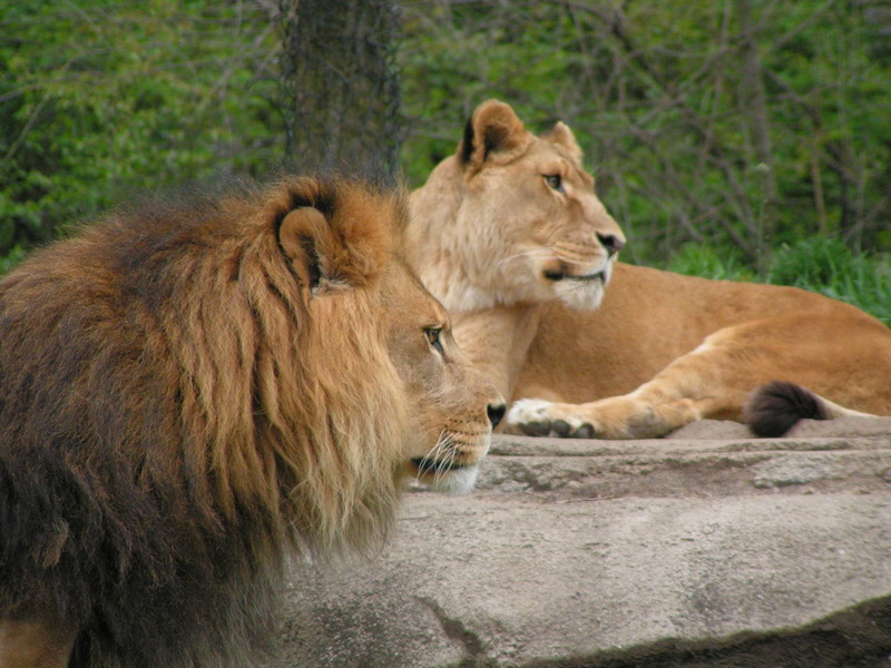 carnivore, cat, female animal, lion - feline, nature, Wild, pittsburgh, Feline, mammal, animal family, 720P, Lions, Cat, outdoors, wild, group of animals