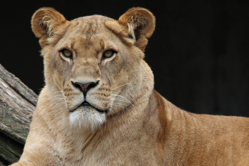 whisker, undomesticated Cat, one animal, lion, no people, lion - Feline, animal, panthera leo, brown, predator, looking, lioness, wildlife, animals In The Wild