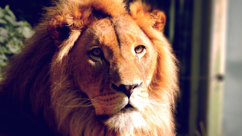 day, close-up, lion, brown, looking away, germany, 4K, outdoors, animal themes, pets, cat, lion - feline, strong, animal wildlife, wilderness, looking