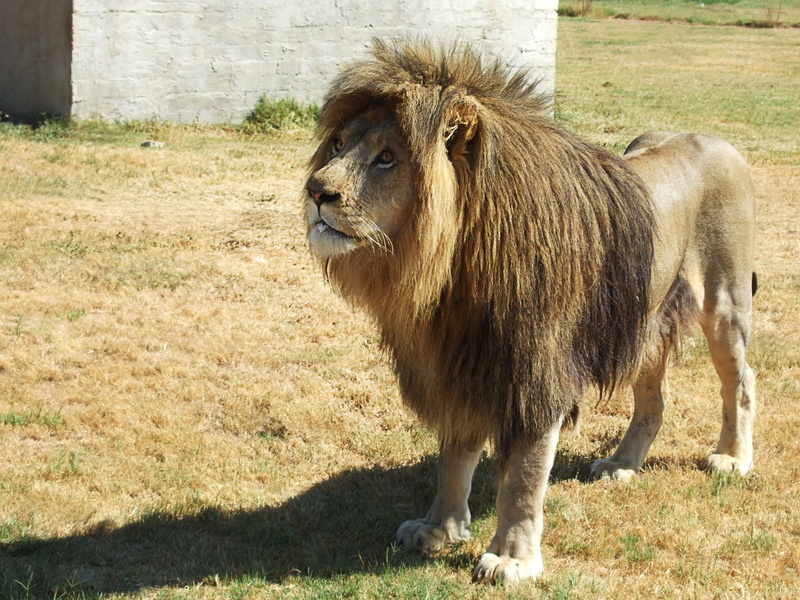 grass, no people, animals in the wild, livestock, animal, lions mane, pets, animal wildlife, animal themes, lion, mammal, outdoors, field, panthera leo