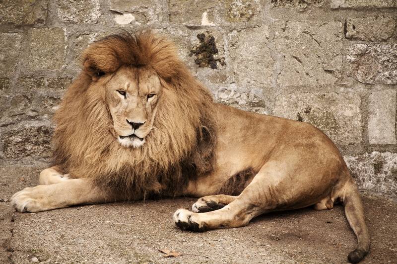 mammal, leo, fur, lion - feline, relaxation, male, resting, mane, predator, wild, cat, animals in the wild, day, 4K, big, animal themes, outdoors, male animal