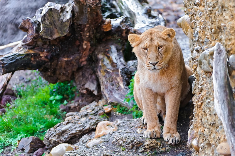 stones, Leo, face, panthera leo, 1080P, lion, rock, mustache, stump, look