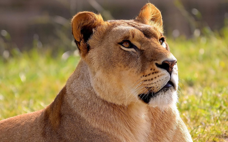looking up, panthera leo, lioness, 1080P, lion, Leo, face