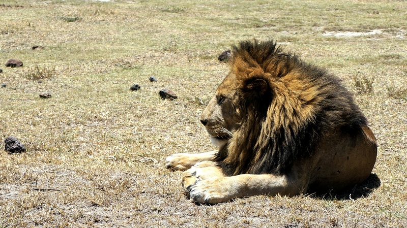 no people, male animal, wildcat, undomesticated cat, field, cat, lion - feline, vertebrate, day, animal, feline, group of animals, animal wildlife, outdoors