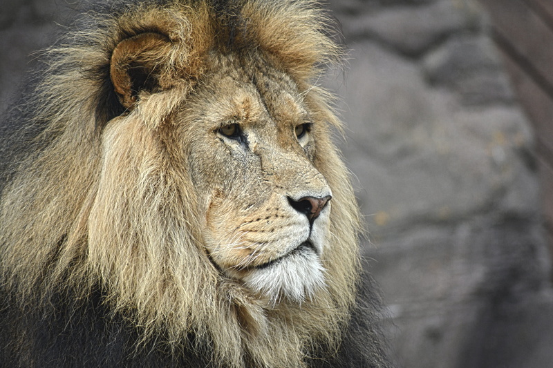 person, lion head, animal head, vertebrate, lion - feline, one animal, felline, carnivore, asia, strength, creature, wildlife, male animal, photo, predator