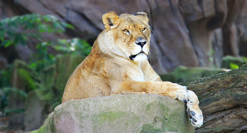 watch, animals in the wild, relaxation, animal themes, cat, focus on foreground, animal recording, day, gray, one animal, relaxed, rack, no people, mammal