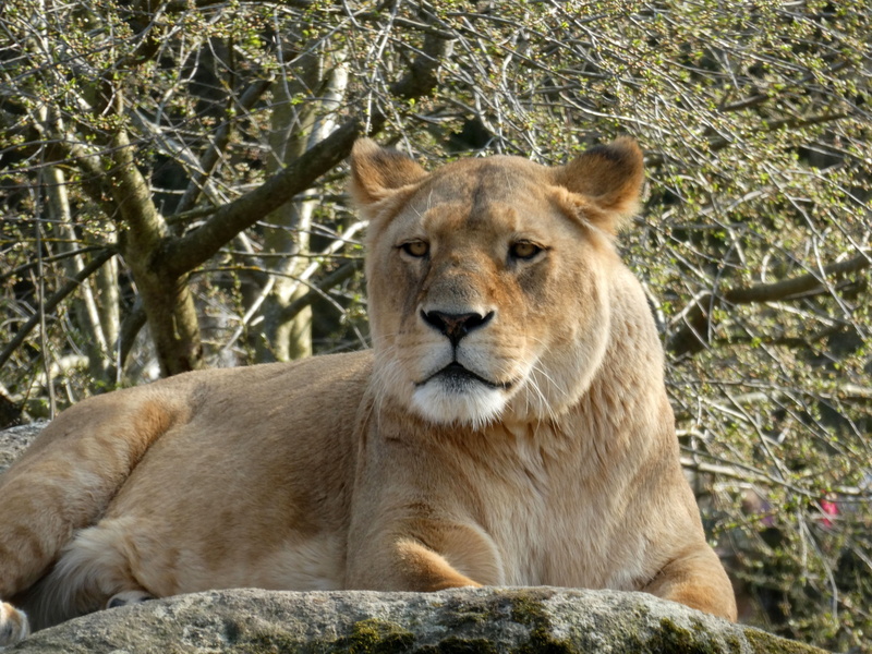 carnivores, portrait, cat, fur, animal, predator, one animal, animals in the wild, lioness, carnivora, animal world, feline, animal wildlife, no people