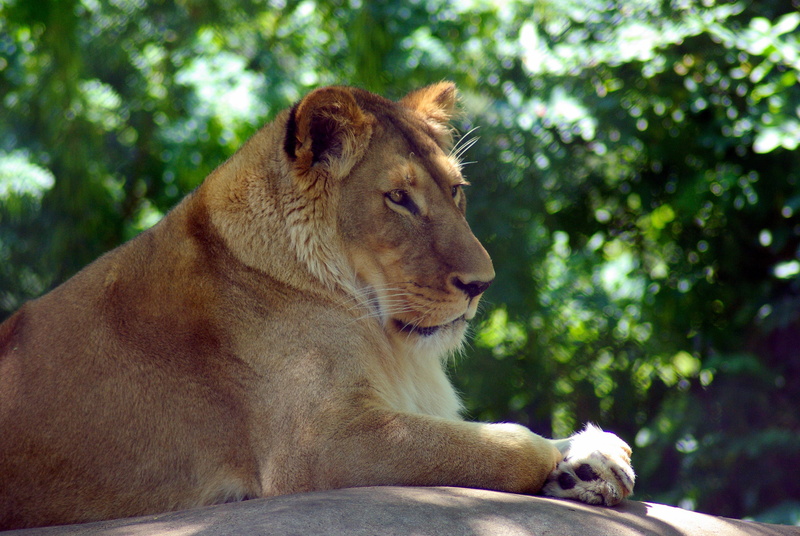 head, portrait, relaxation, animals in the wild, one animal, undomesticated cat, cat, fur, pets, panthera leo, animal, beast, zoo, animal wildlife, lioness