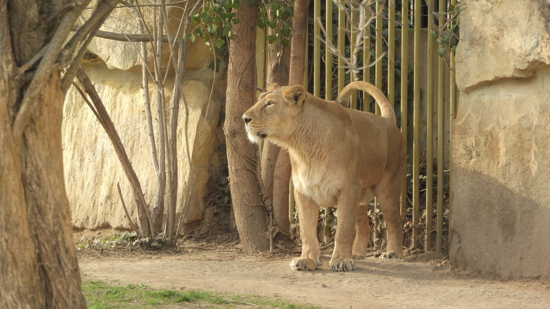 nature, animals in the wild, domestic animals, animal, feline, 4K, outdoors, the female lion, lioness, lion indian, mammal, day, zoo, one animal, animal themes