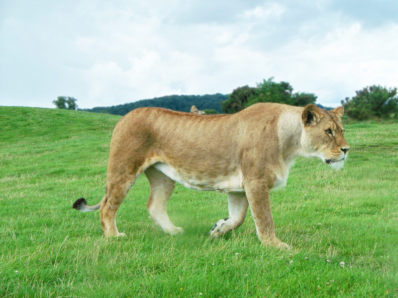 landscape, one animal, safari Animals, animal, lion, lioness, livestock, carnivore, domestic animals, plant, photo, white, brown, no People, white lioness