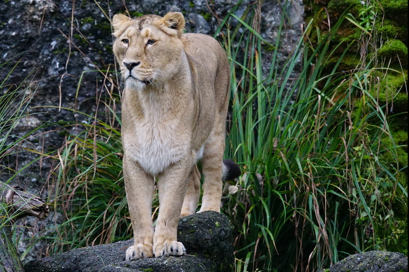 undomesticated Cat, large, watch, wildlife photography, panthera leo, day, outdoors, feline, safari Animals, full length, animal themes, carnivora, nature