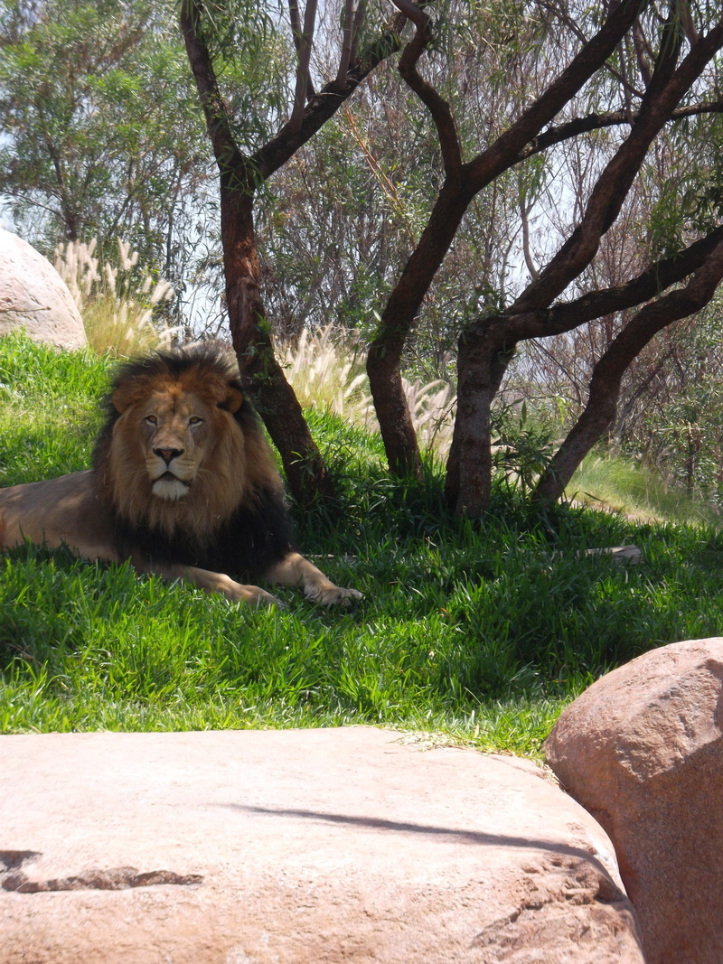 mane, grass, nature, branch, 4K, animals in the wild, animal wildlife, day, lion - feline, land, vertebrate, panthera leo, lion mane, animal, mammal, tree