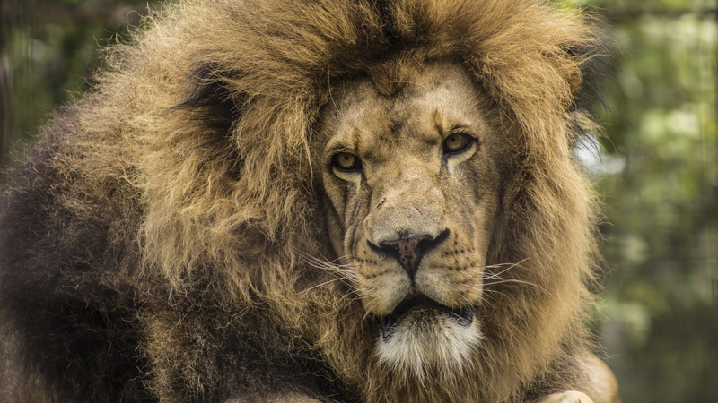 lion, male animal, feline, cat, lion face, whiskers, portrait, 4K, day, no people, close up, hair, animals in the wild, african lion, panthera leo, vertebrate