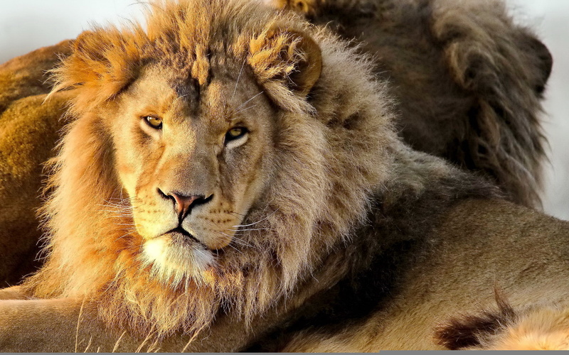 close-up, animals Hunting, male Animal, portrait, mustache, safari, fur, whisker, carnivore, feline, majestic, vertebrate, animals And Pets, wildlife, lioness