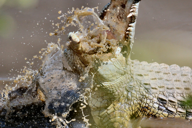 marine, splashing, animal head, animals, underwater, sea, aligator, one animal, safari, tanzania, swimming, day, serengeti, no people, crocodile, vertebrate
