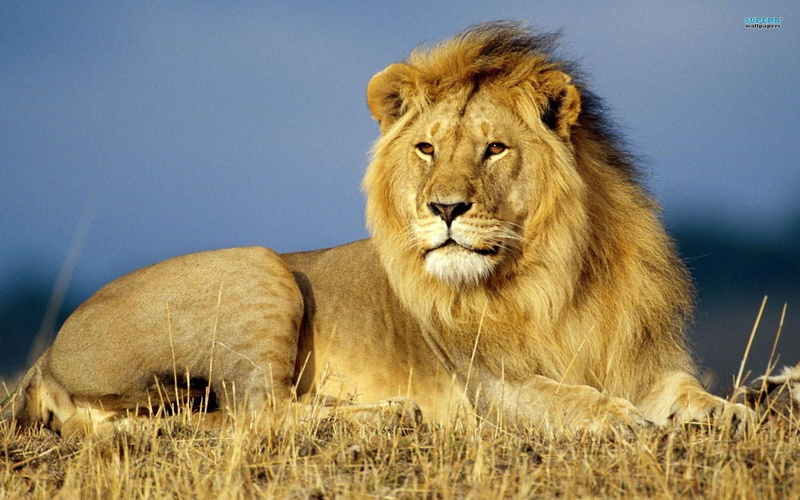 wildlife, animal, lion, animals, king, jungle, 1080P, africa