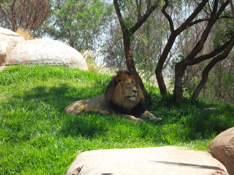 kings, jungle, big Cat, relaxation, animal themes, no people, animal, africa, outdoors, one animal, growth, lion - Feline, king, cat, grass, animal wildlife