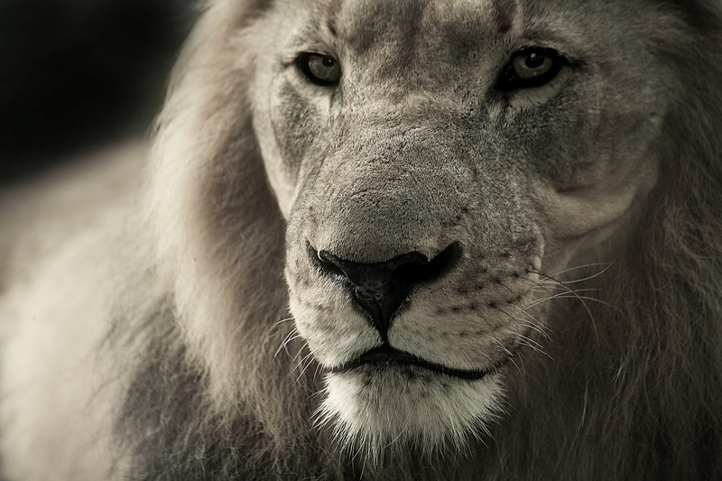 safari, vertebrate, focus on foreground, no people, Leo, animal head, hunter, snout, portrait, animal body part, white, feline, 1080P, animal, black-and-white