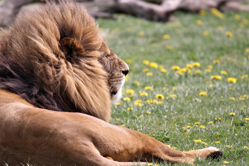 lion-cat, animal wildlife, one animal, domestic animals, nature, plant, animal head, animal themes, field, male-lion, safari, big-cat, animals in the wild