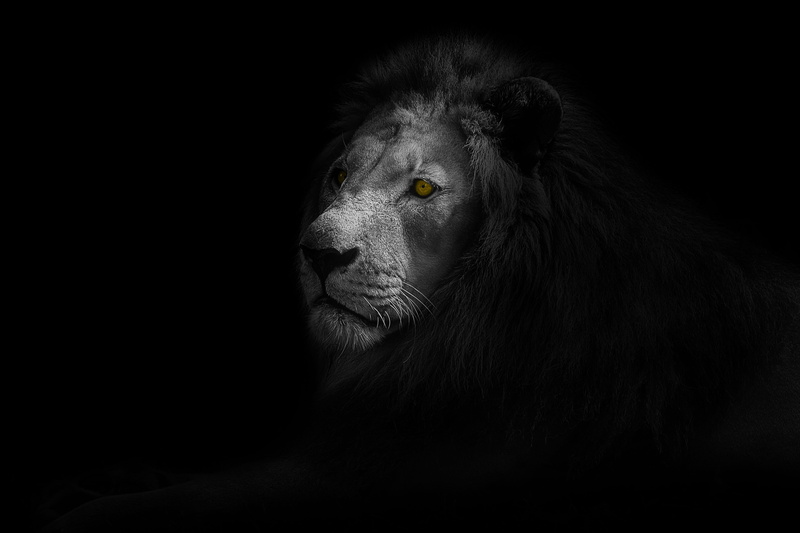 animal head, africa, mammal, king, copy space, black, jungle, animal eye, cat, wild, face, graphic, dark, art, wildlife, portrait, safari, indoors, domestic animals