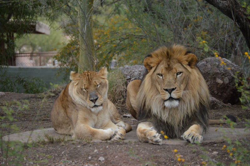 5K, day, animal family, zoo, lion - feline, animal, portrait, mammal, predator, wild, cat, feline, animals in the wild, animal wildlife, nature, lion