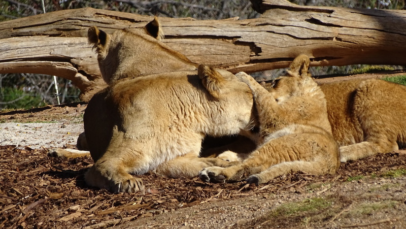 nature, african-lion, pride of lions, domestic animals, pride, day, werribee zoo, bear, animal wildlife, resting, big-cat, no people, one animal, cat, outdoors