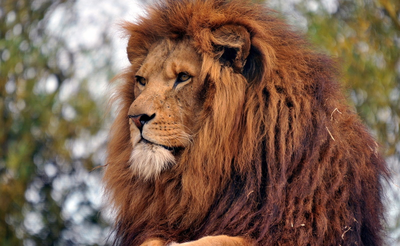 animal body part, mammal, close-up, Animals, no people, animal wildlife, day, animal head, focus on foreground, outdoors, lion, lion - feline, vertebrate