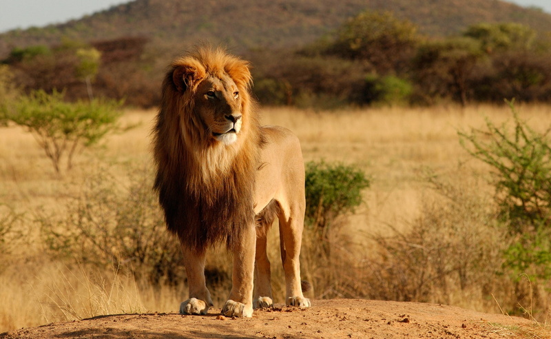 Animals, day, lion - feline, mammal, 2K, Wild, feline, beige, lion, cat, male animal, animal, pets, animals in the wild, animal wildlife, nature, Jungle