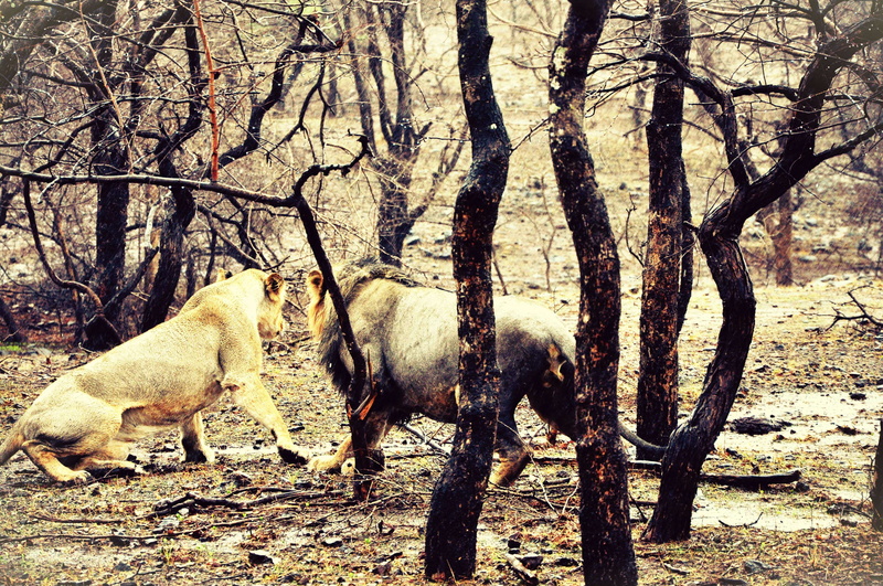 bare tree, hungry, field, animal, big cat, daylight, nature, landscape, plant, color, day, trunk, forest, domestic animals, jungle, environment, vertebrate