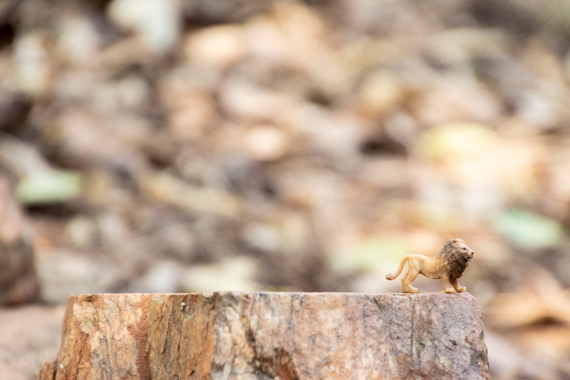 lion, wild, blur, 5K, environment, predator, animal themes, king of the jungle, wild cat, whiskers, wildlife, animals in the wild, chipmunk, focus on foreground