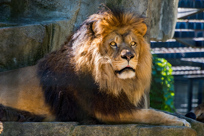 carnivora, one animal, animal themes, feline, fur, wildlife, male animal, predator, rocks, outdoors, wild, no people, nature, big, big cat, lion, dangerous