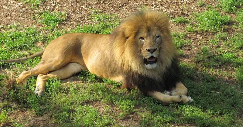 no people, fur, male, hunter, plant, king of the jungle, portrait, land, leo, shadows, creature, nature, animal, wildlife, cat, outdoors, big cat, zoo