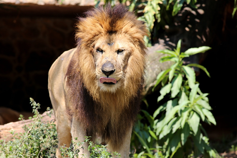 portrait, male animal, animal themes, carnivora, animal wildlife, nature, feline, animal, carnivore, wild, 5K, no people, vertebrate, brave, lion - feline