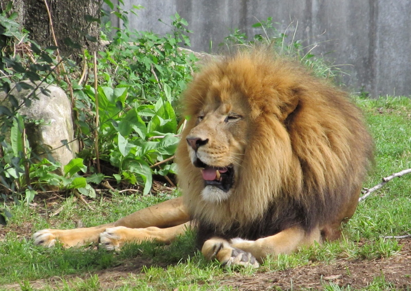 Feline, nature, carnivora, 1080P, no people, enclosure, creature, king of the jungle, plant, animals in the wild, majestic, male animal, mouth open, animal themes