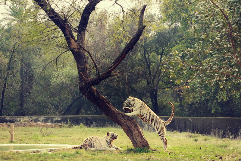 jungle, 4K, plant, grass, feline, playing, outdoors, day, field, land, animals in the wild, vertebrate, animal wildlife, wild, nature, animal family, tree