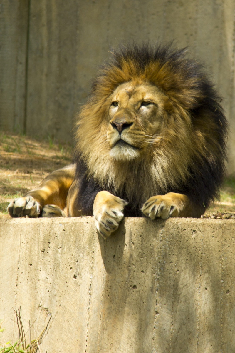 Zoo, carnivora, relaxation, no people, feline, Proud, cat, male animal, 1080P, Lion, big Cat, africa, safari Animals, laying down, day, carnivore, nature