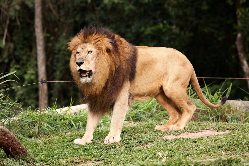 outdoors, animals in the wild, brave, brown, king of the jungle, grass, nature, animal themes, lion, feline, mammal, animal wildlife, of profile, no people