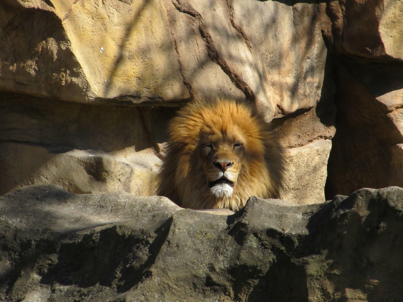 shadows, solid, portrait, enclosure, Lion, Feline, animals in captivity, leo, animal wildlife, 1080P, lion head, Big Cat, no people, majestic, zoo, resting