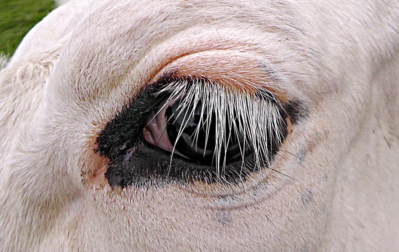 animal head, bovine, mammal, domestic animals, animal, vertebrate, animal body part, domestic, amsterdam, farm, Eye, lashes, canine, cows eye, mouth open
