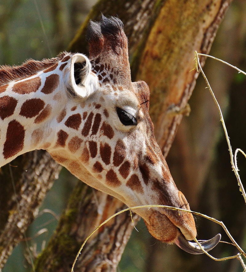 animal wildlife, close-up, animal head, animals in the wild, one animal, animal neck, mammal, day, animal, safari, focus on foreground, herbivorous, outdoors