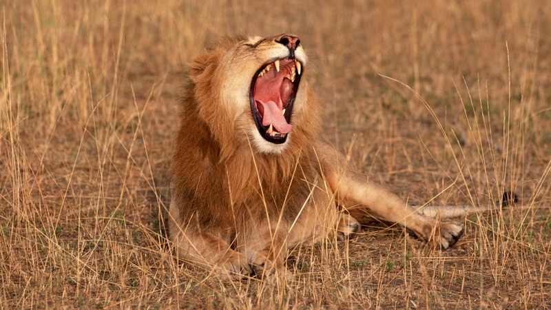 animal teeth, young lion roaring picture, cat, no people, snarling, one animal, roaring, animal, mammal, feline, outdoors, anger, nature, animal wildlife