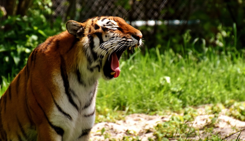fur, no people, undomesticated Cat, 2K, photo, whisker, predator, animal, feline, focus, tiger, animal themes, roaring, striped, aggression, outdoors