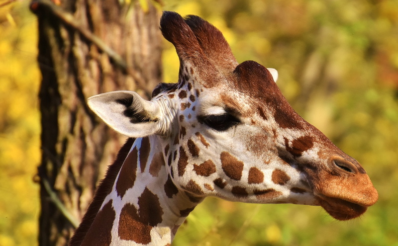 outdoors, focus on foreground, profile view, no people, 2K, munich, one animal, vertebrate, safari, domestic animals, animal neck, animal body part, photo